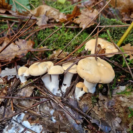 Le Clos Des Champis Vendégház